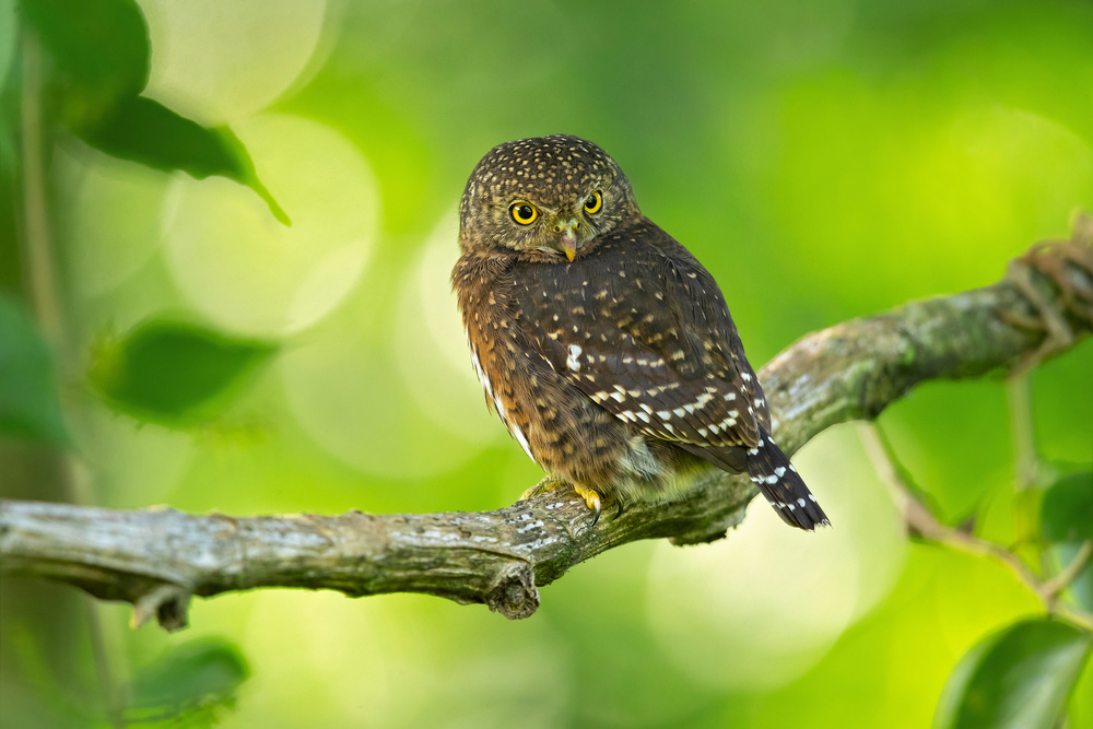 Costa Rican pygmy owl von Milan Zygmunt