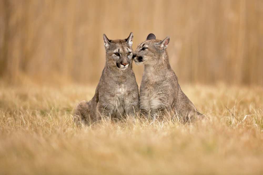 Cougars von Milan Zygmunt