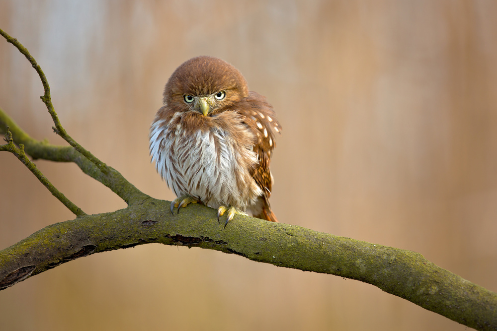 Ferruginous pygmy owl von Milan Zygmunt