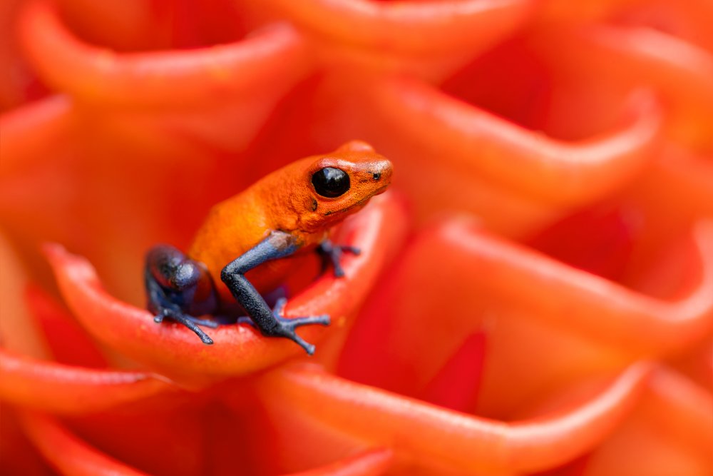 Strawberry poison-dart frog von Milan Zygmunt