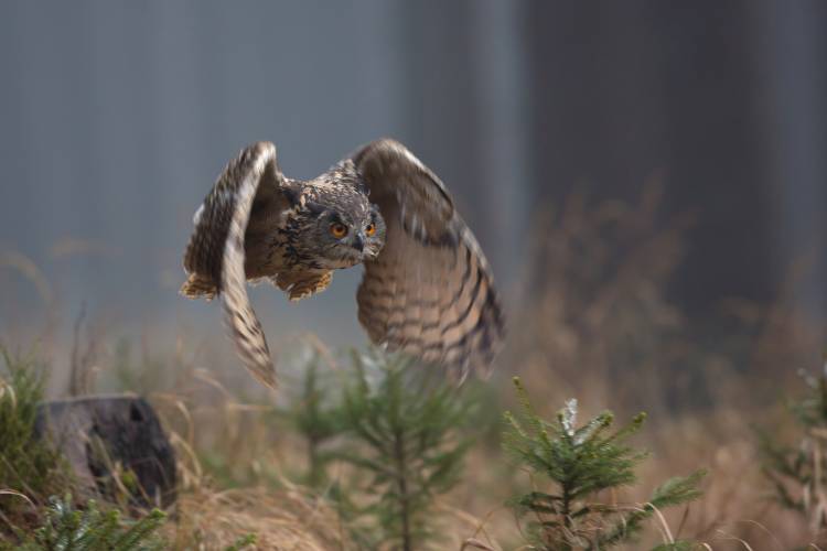 Eurasian Eagle-Owl von Milan Zygmunt