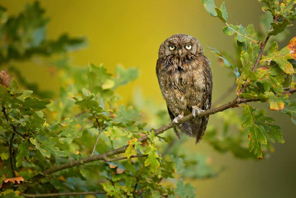 Eurasian Scops Owl von Milan Zygmunt