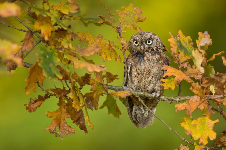 Eurasian scops owl von Milan Zygmunt