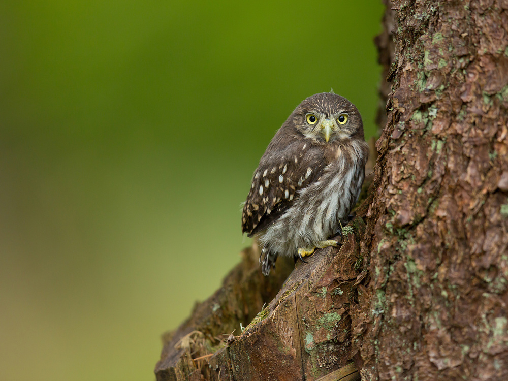 Eurasian Pygmy Owl von Milan Zygmunt