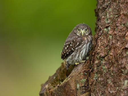 Eurasian Pygmy Owl