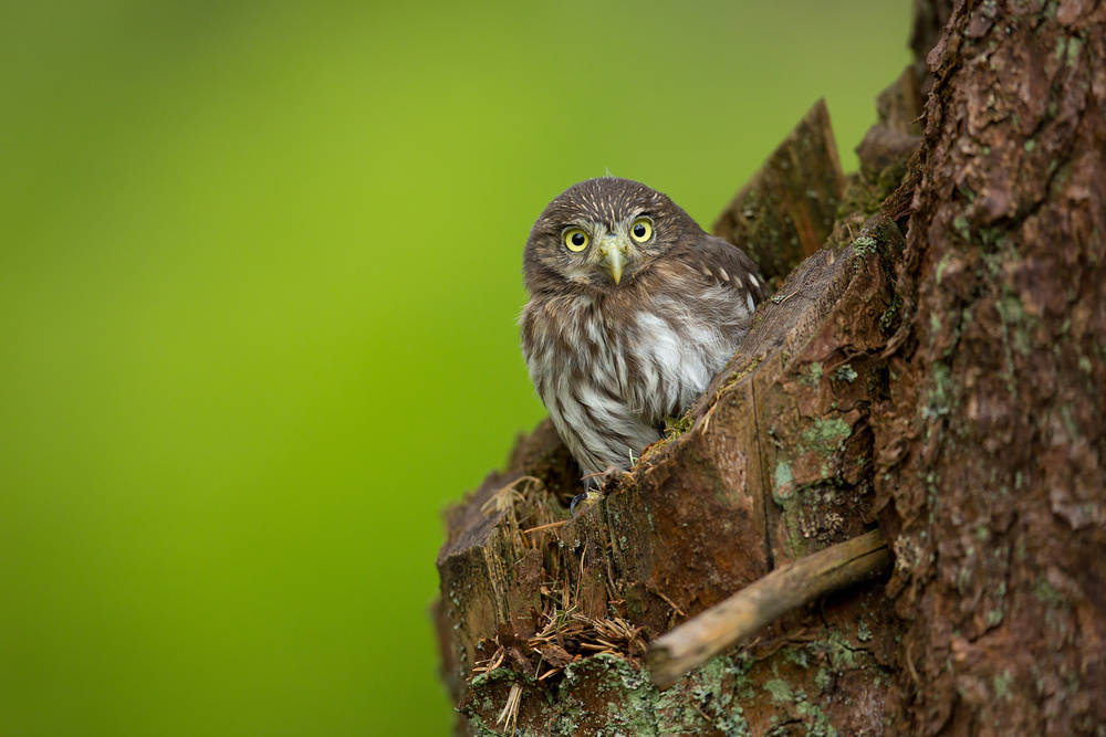 Eurasian Pygmy Owl von Milan Zygmunt