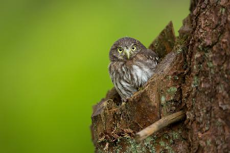 Eurasian Pygmy Owl