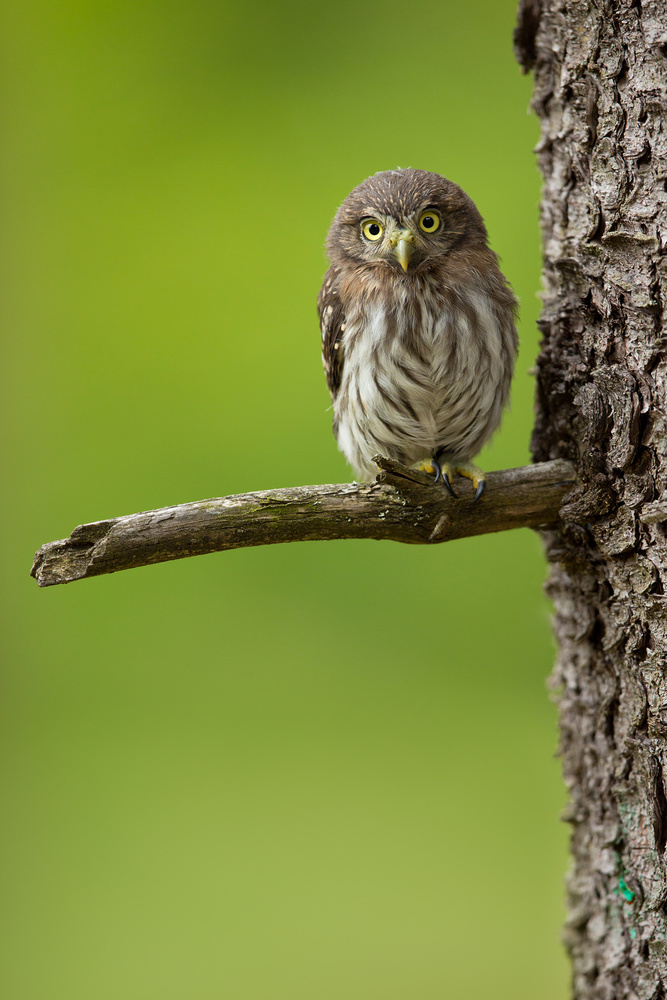 Eurasian pygmy owl von Milan Zygmunt