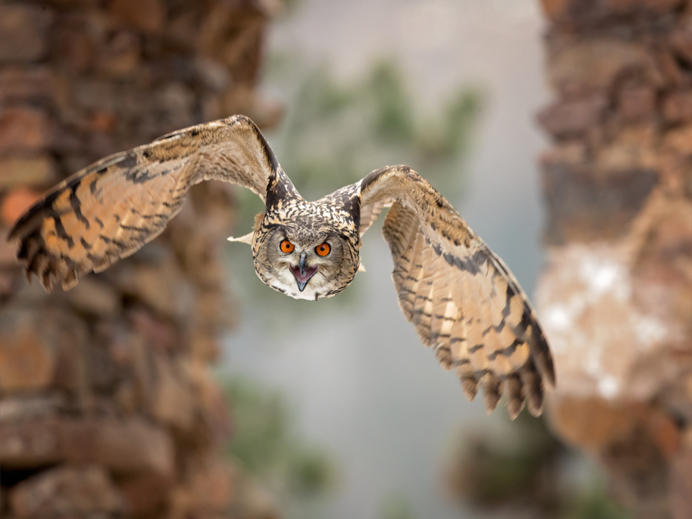 Eurasian eagle-owl von Milan Zygmunt