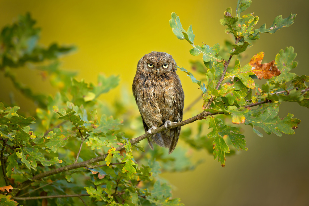 Eurasian Scops Owl von Milan Zygmunt