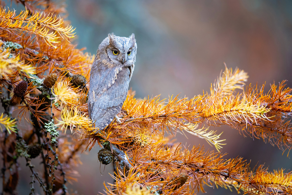 Eurasian scops owl von Milan Zygmunt