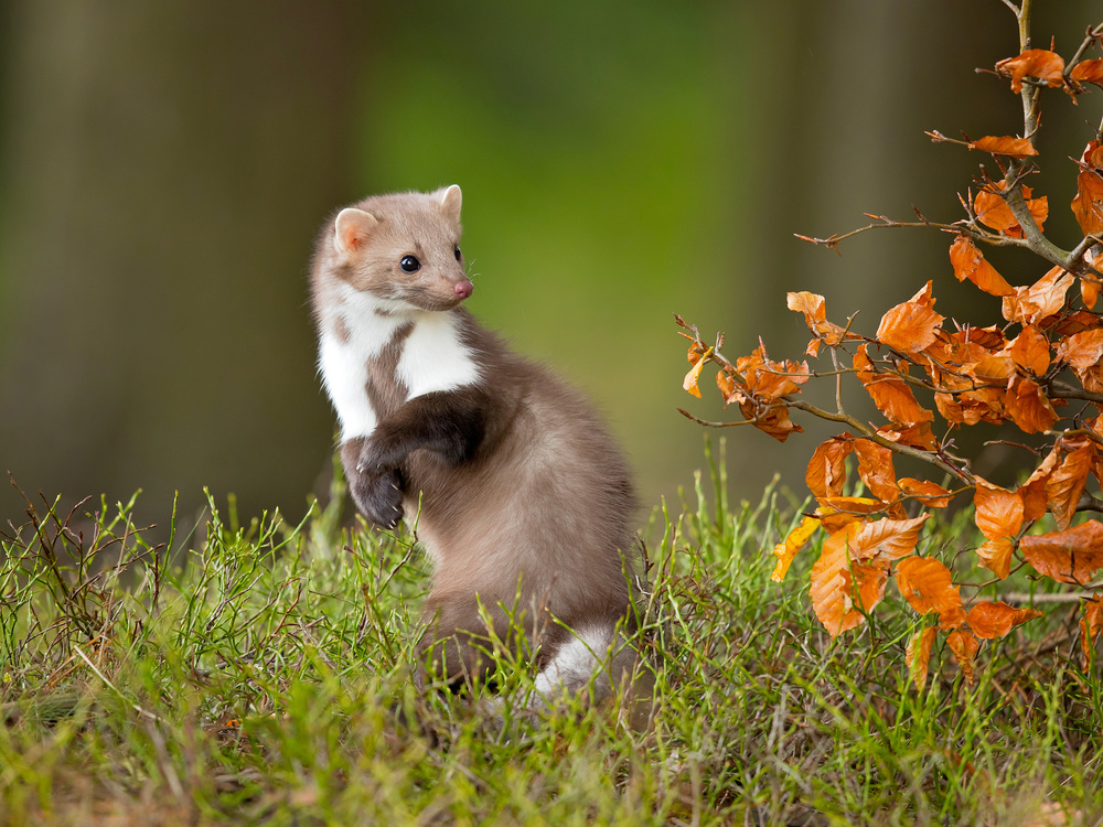 European pine marten von Milan Zygmunt