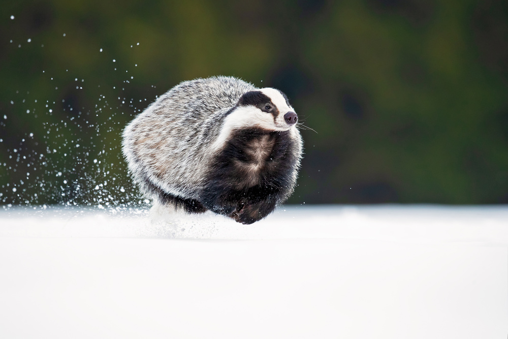 European badger von Milan Zygmunt