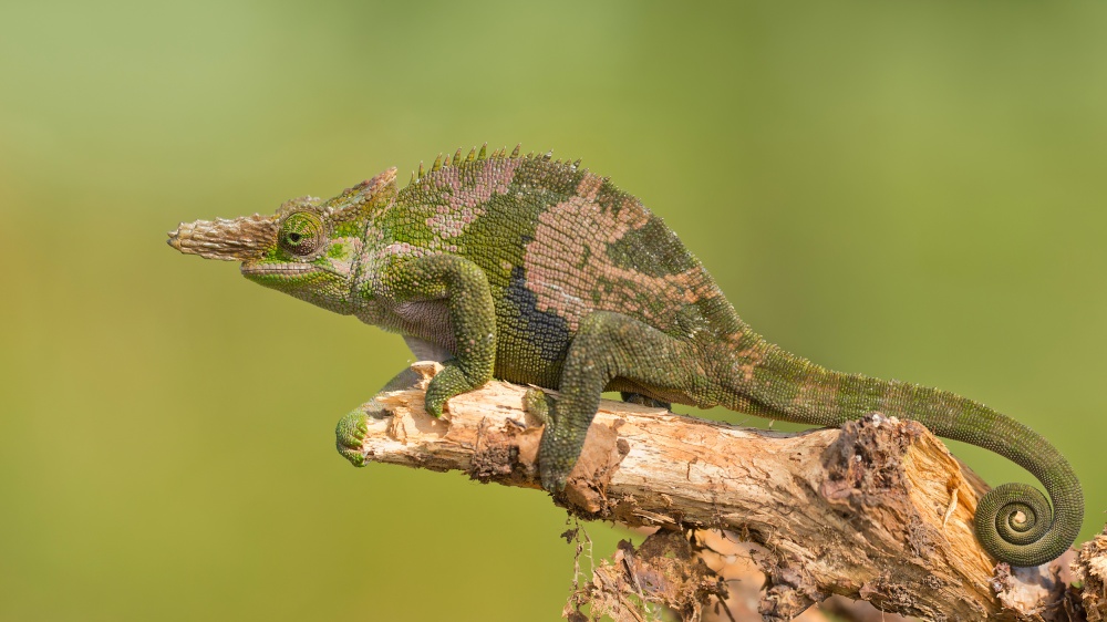 Fischers Chameleon von Milan Zygmunt