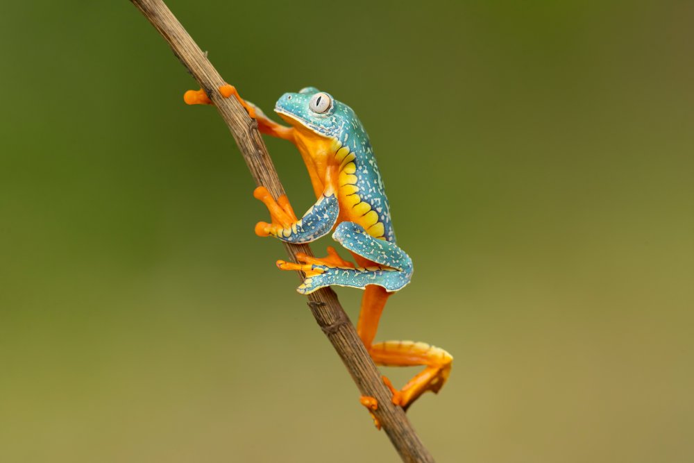 Fringed leaf frog von Milan Zygmunt