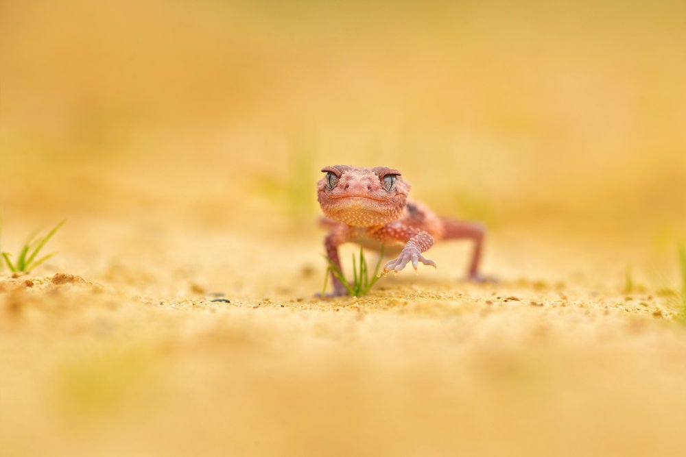 Banded knob-tailed gecko von Milan Zygmunt