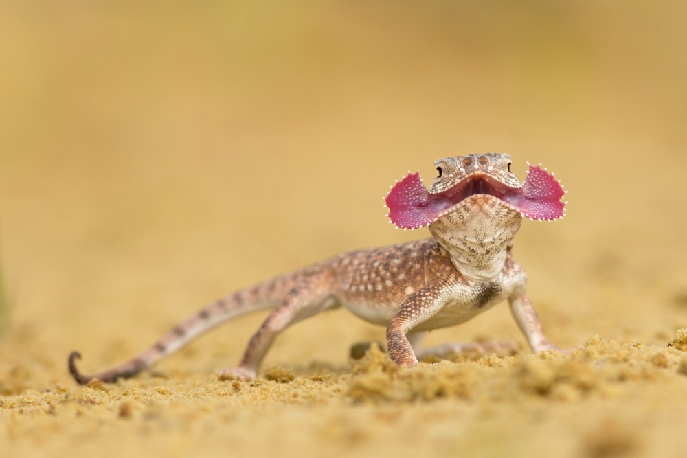 Secret toadhead agama von Milan Zygmunt