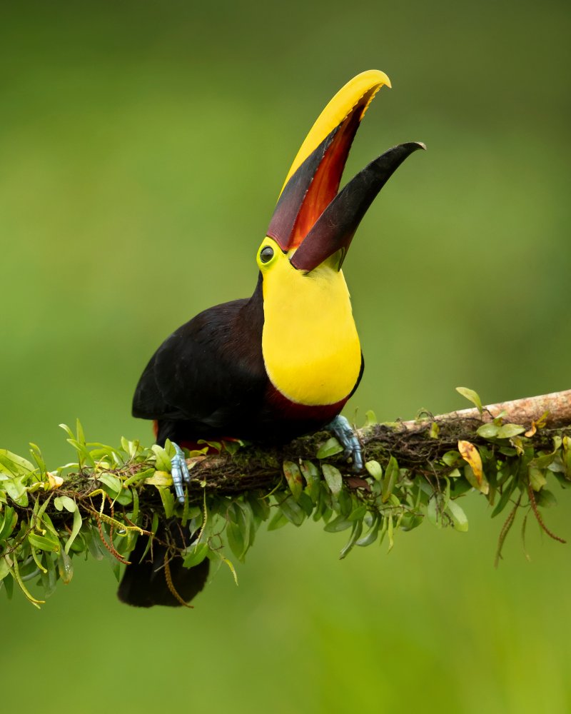 Yellow-throated toucan von Milan Zygmunt