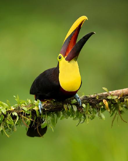 Yellow-throated toucan