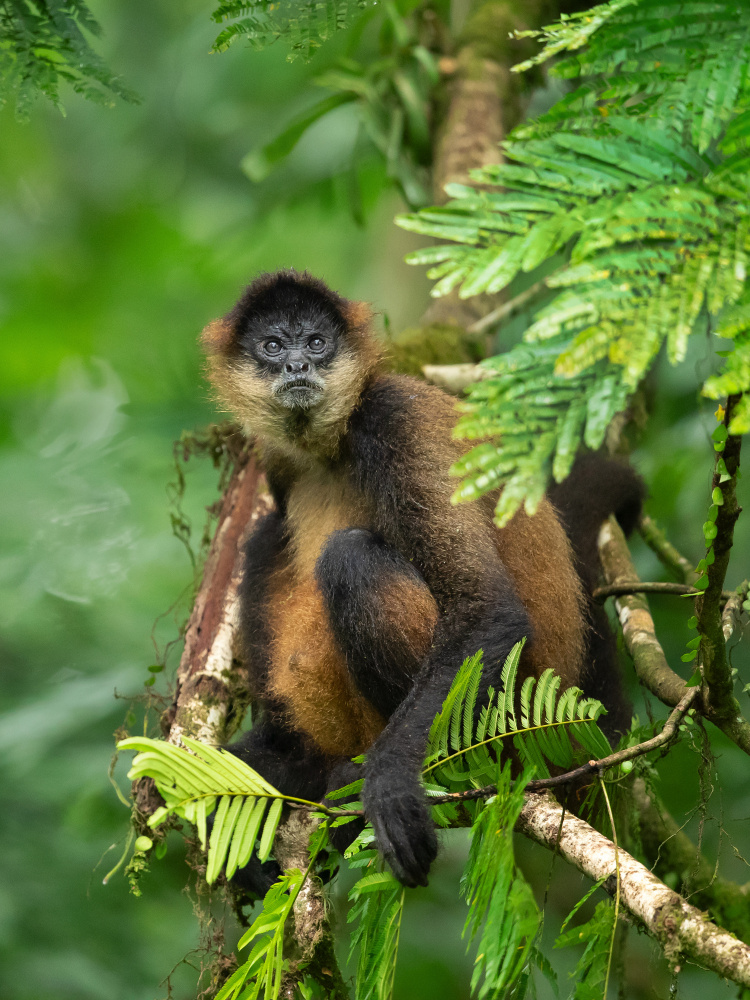 Geoffroys spider monkey von Milan Zygmunt