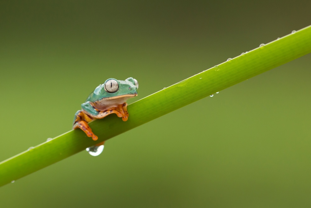 Barred Leaf Frog von Milan Zygmunt