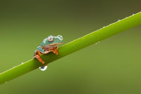 Barred Leaf Frog