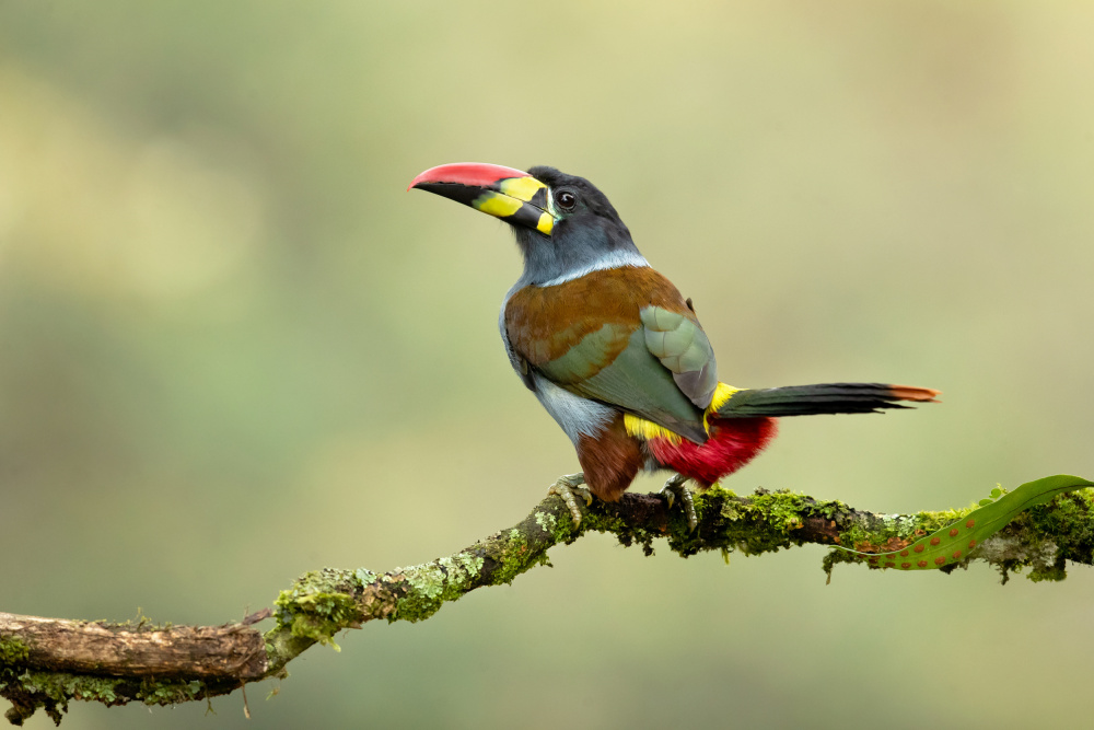 Grey-breasted mountain toucan von Milan Zygmunt