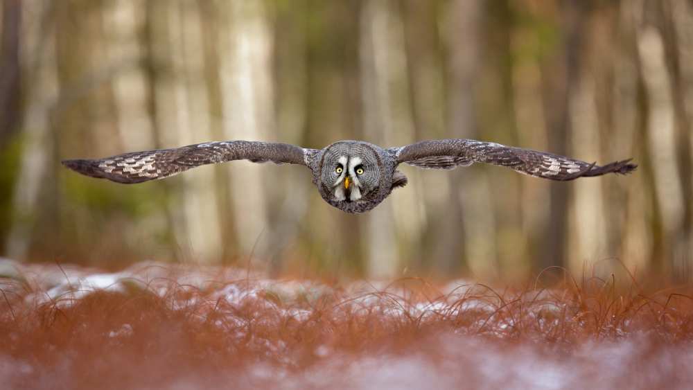 Great grey owl von Milan Zygmunt