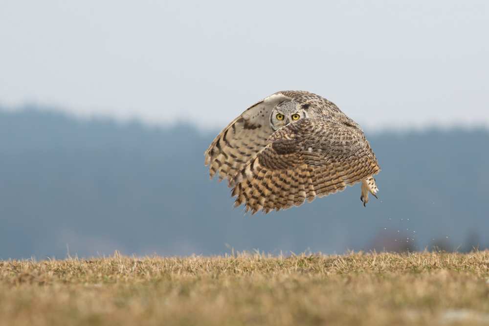 Great horned owl von Milan Zygmunt