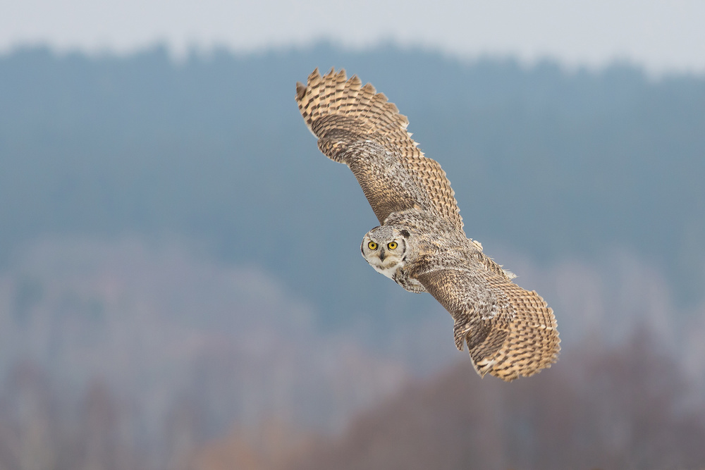 Great horned owl von Milan Zygmunt