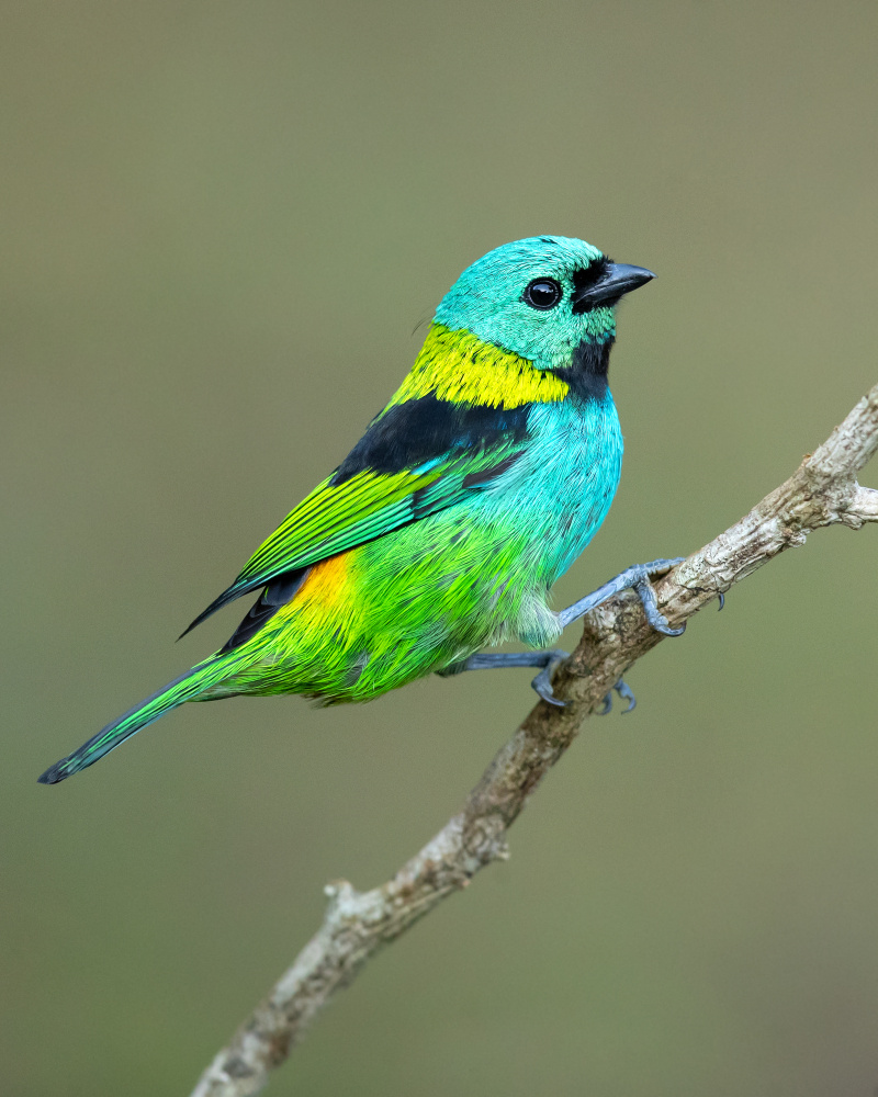 Green-headed tanager von Milan Zygmunt