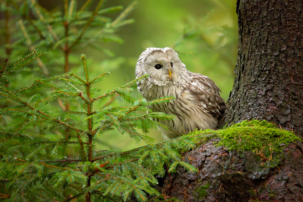 Ural Owl von Milan Zygmunt