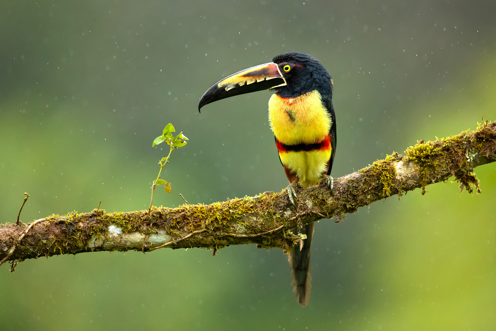 Collared Aracari von Milan Zygmunt