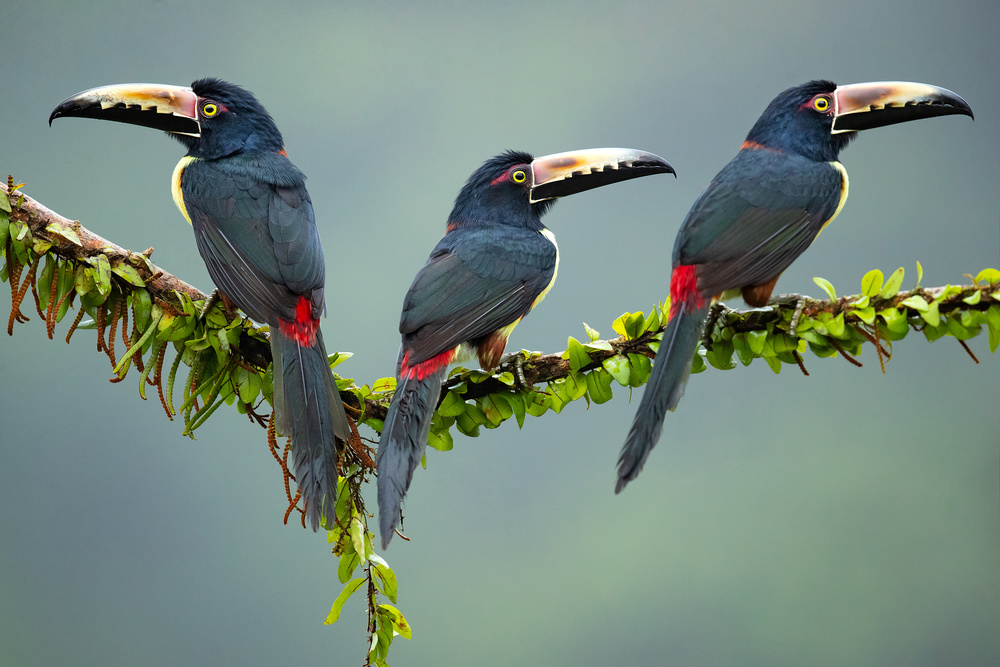 Collared Aracari von Milan Zygmunt