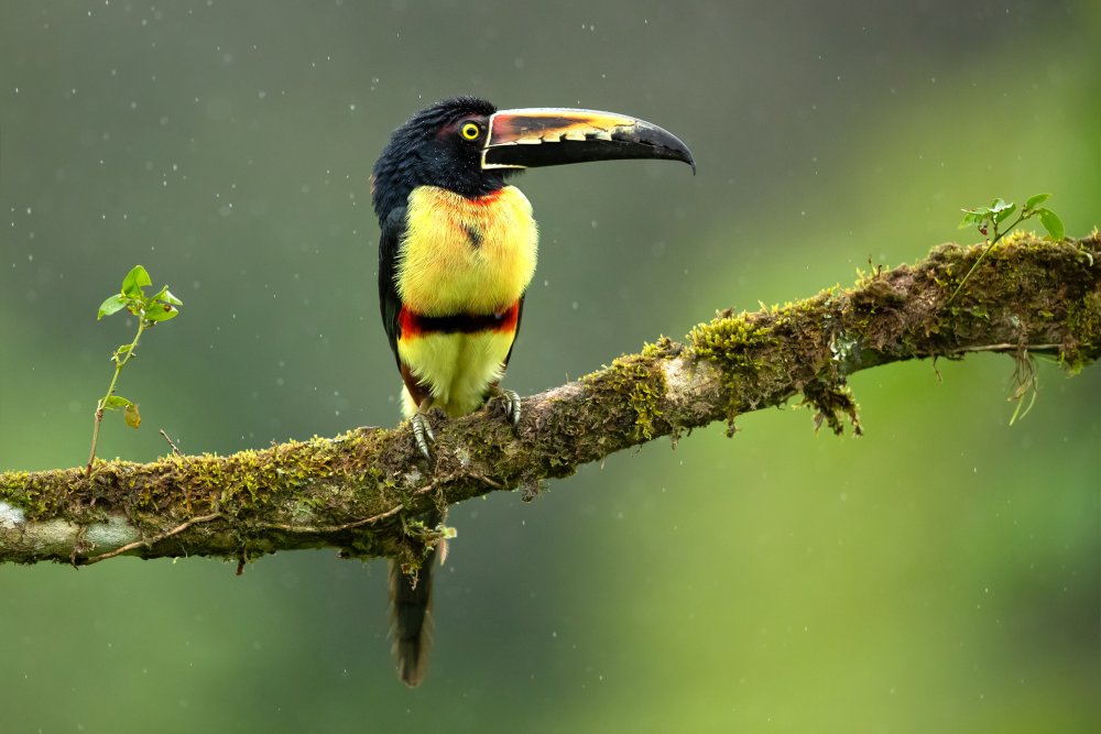 Collared Aracari von Milan Zygmunt