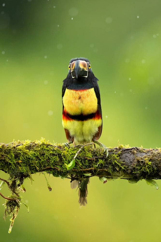 Collared aracari von Milan Zygmunt