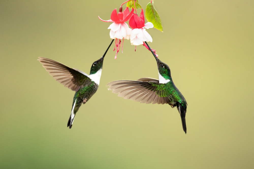 Collared Inca von Milan Zygmunt