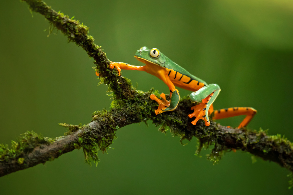 Splendid leaf frog von Milan Zygmunt