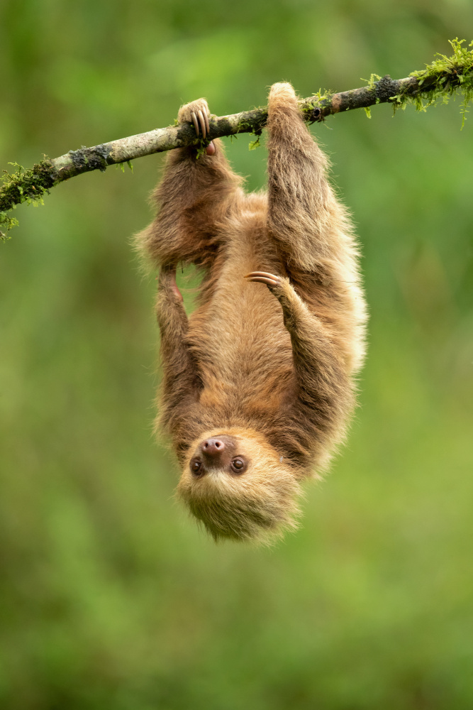 Hoffmanns two-toed sloth von Milan Zygmunt