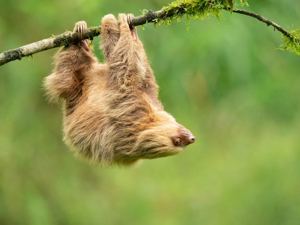 Hoffmanns two-toed sloth von Milan Zygmunt