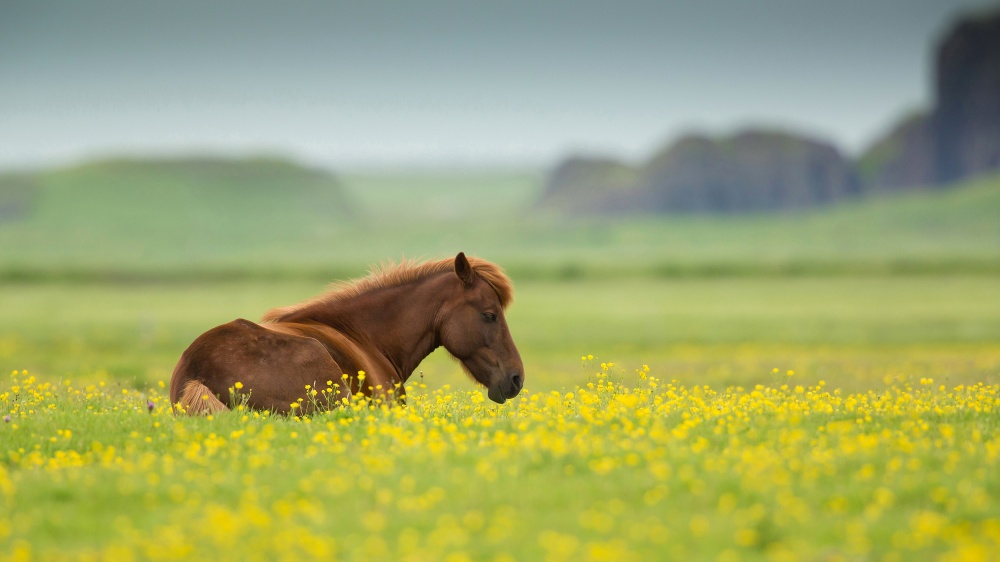 Icelandic horse von Milan Zygmunt