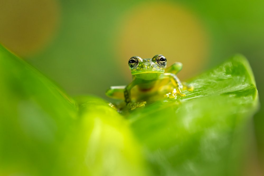 Cascade Glass Frog von Milan Zygmunt