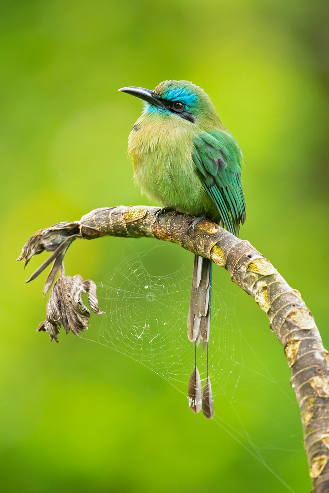 Keel-billed motmot von Milan Zygmunt