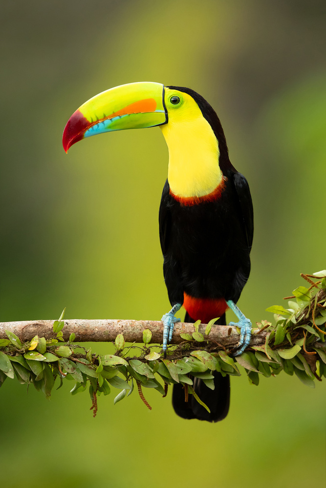 Keel-billed toucan von Milan Zygmunt