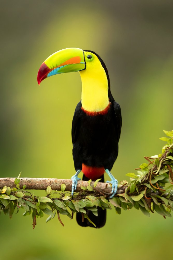 Keel-billed toucan von Milan Zygmunt