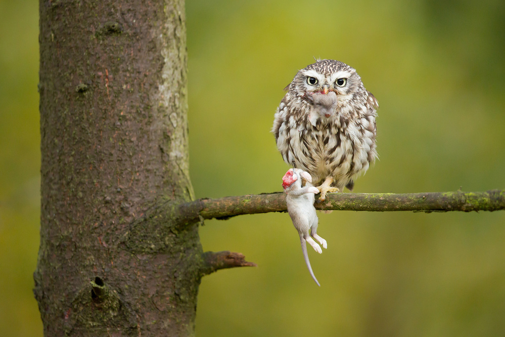 Little Owl von Milan Zygmunt