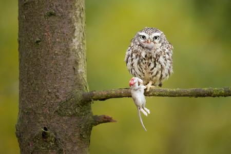 Little Owl