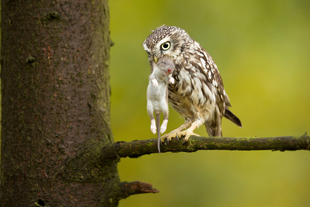 Little Owl von Milan Zygmunt