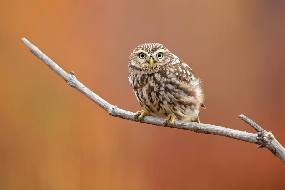 Little Owl von Milan Zygmunt