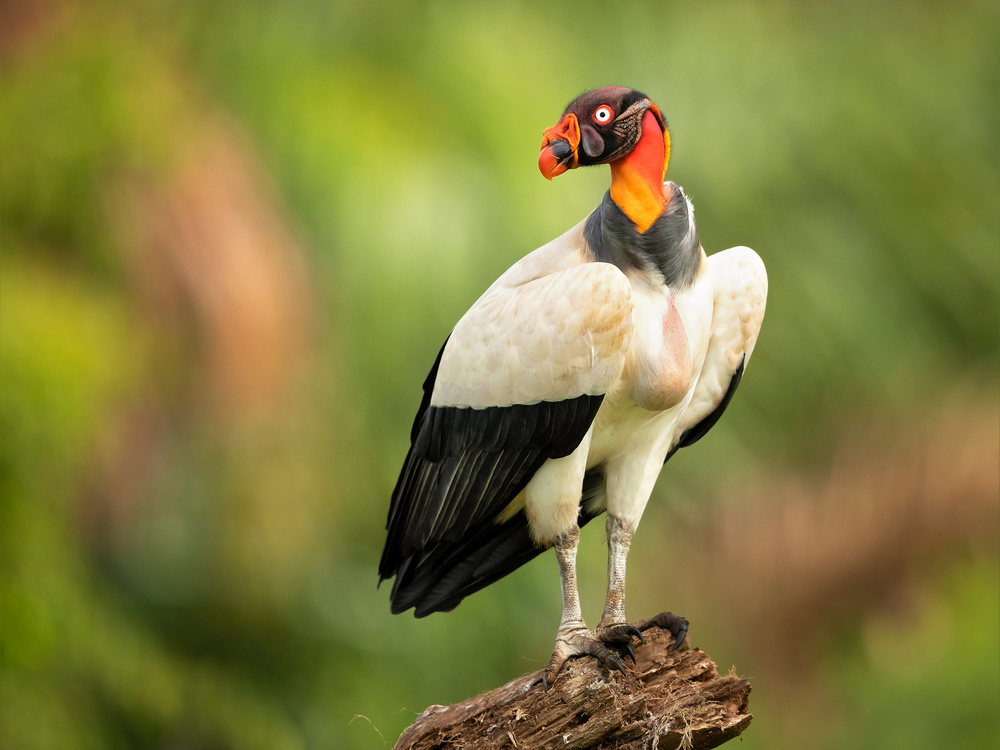 King vulture von Milan Zygmunt